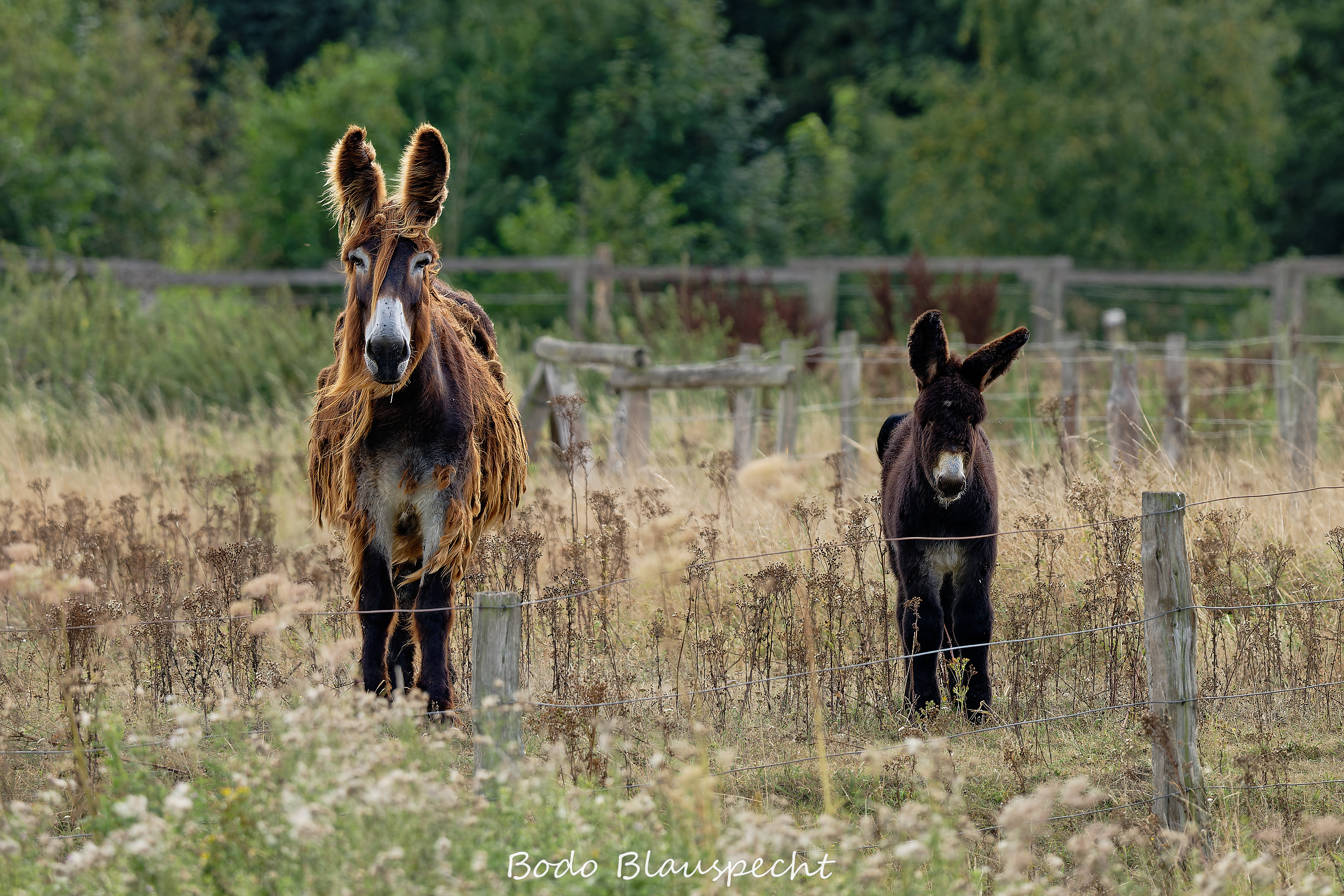 08.23 16.23 41   Poitou Esel   Steveraue WEB